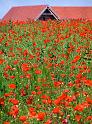 Aberlady poppies